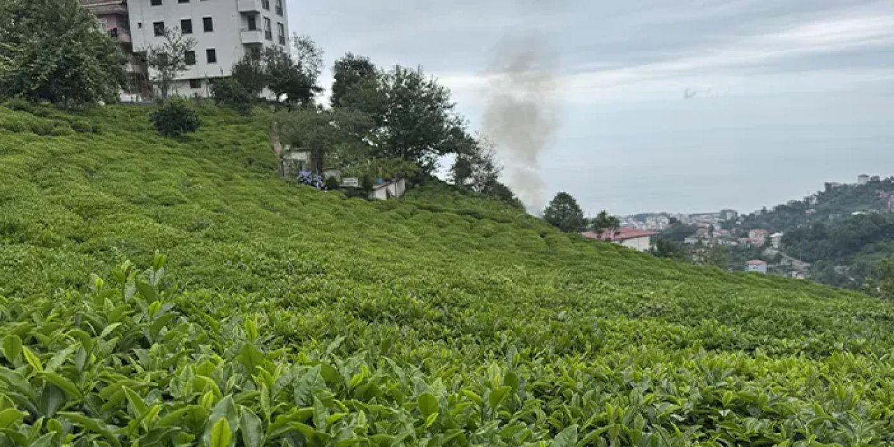 ÇAYKUR'dan mavi yemişli çay hamlesi! Yeni ürünler yolda