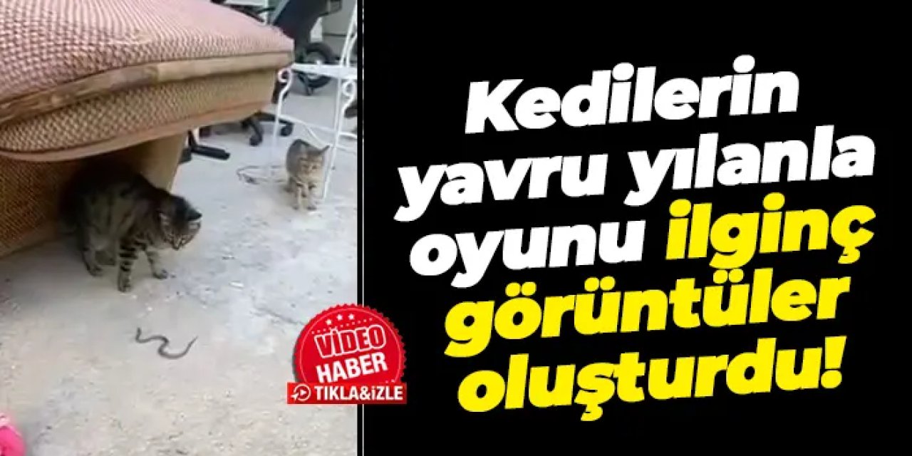Gümüşhane'de kedilerin yavru yılanla oyunu kamerada!