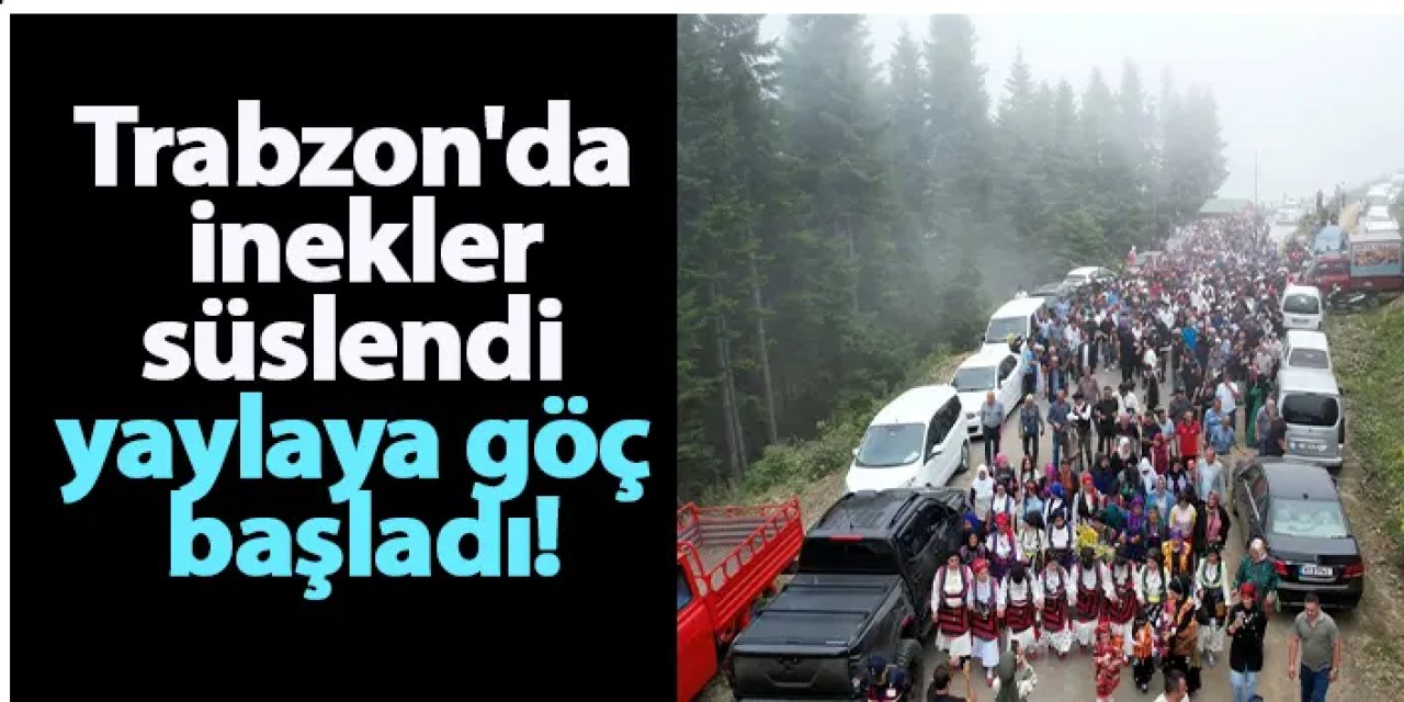 Trabzon'da inekler süslendi yaylaya göç başladı! Muhteşem görüntüler