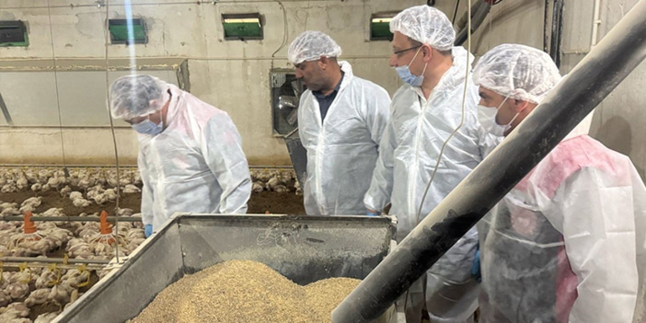 Mayıs ayında tavuk eti üretimi yüzde 1,8 arttı