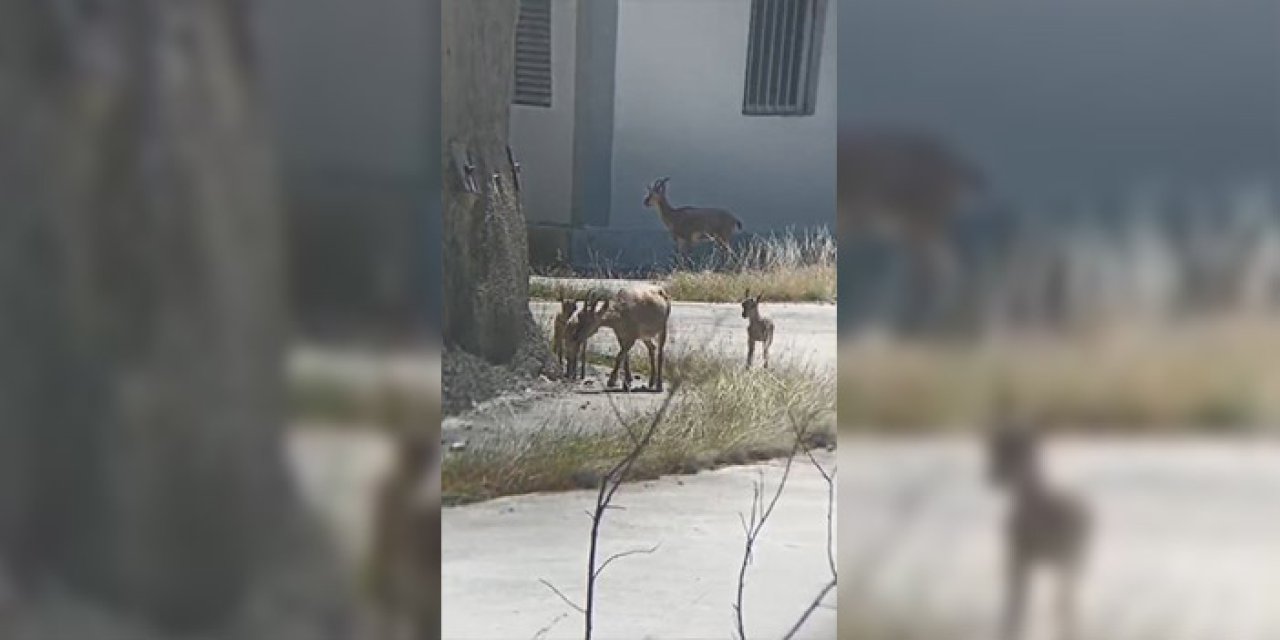 Artvin'de yaban hayatı kameraya yansıdı