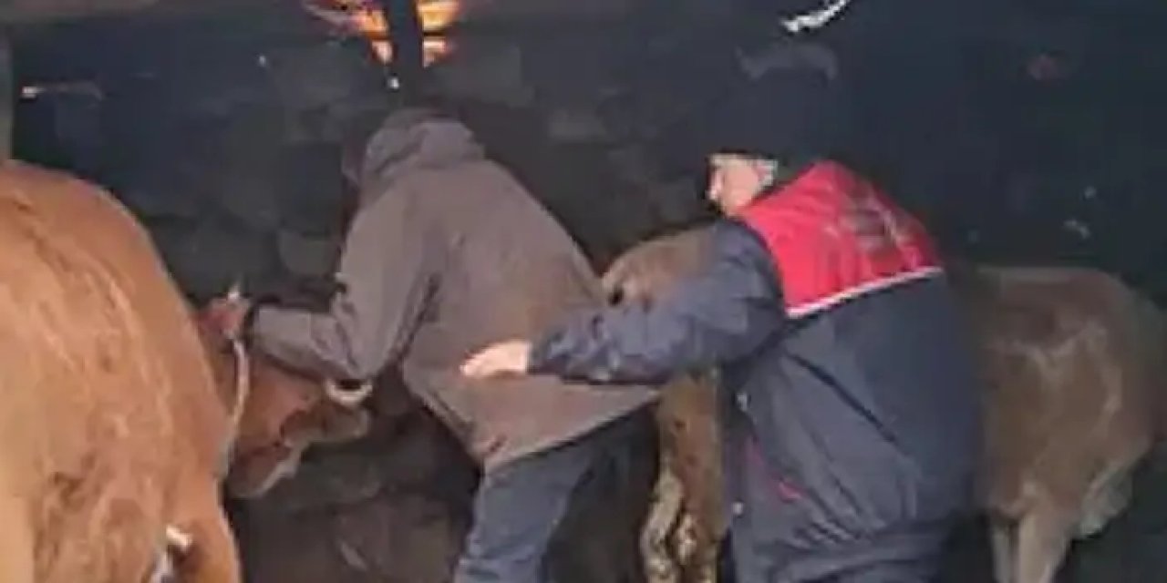 Rize'de büyükbaş ve küçükbaş hayvanlara şap aşısı!