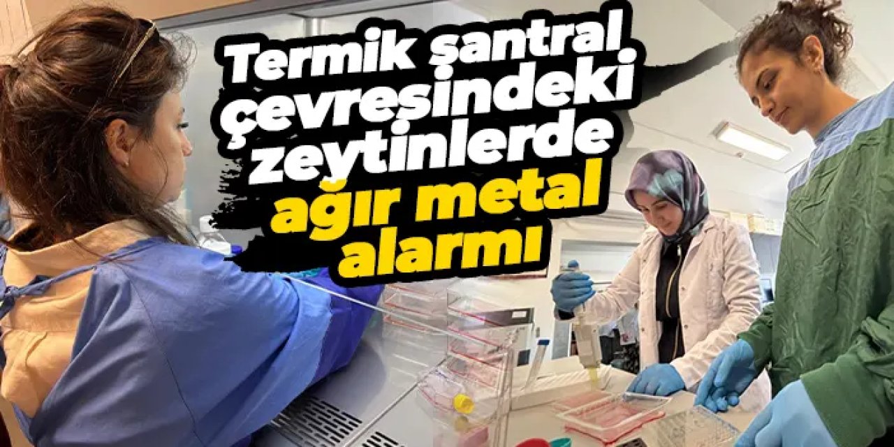 KTÜ’den çarpıcı araştırma: Termik santral yakınındaki zeytinler toksik çıktı
