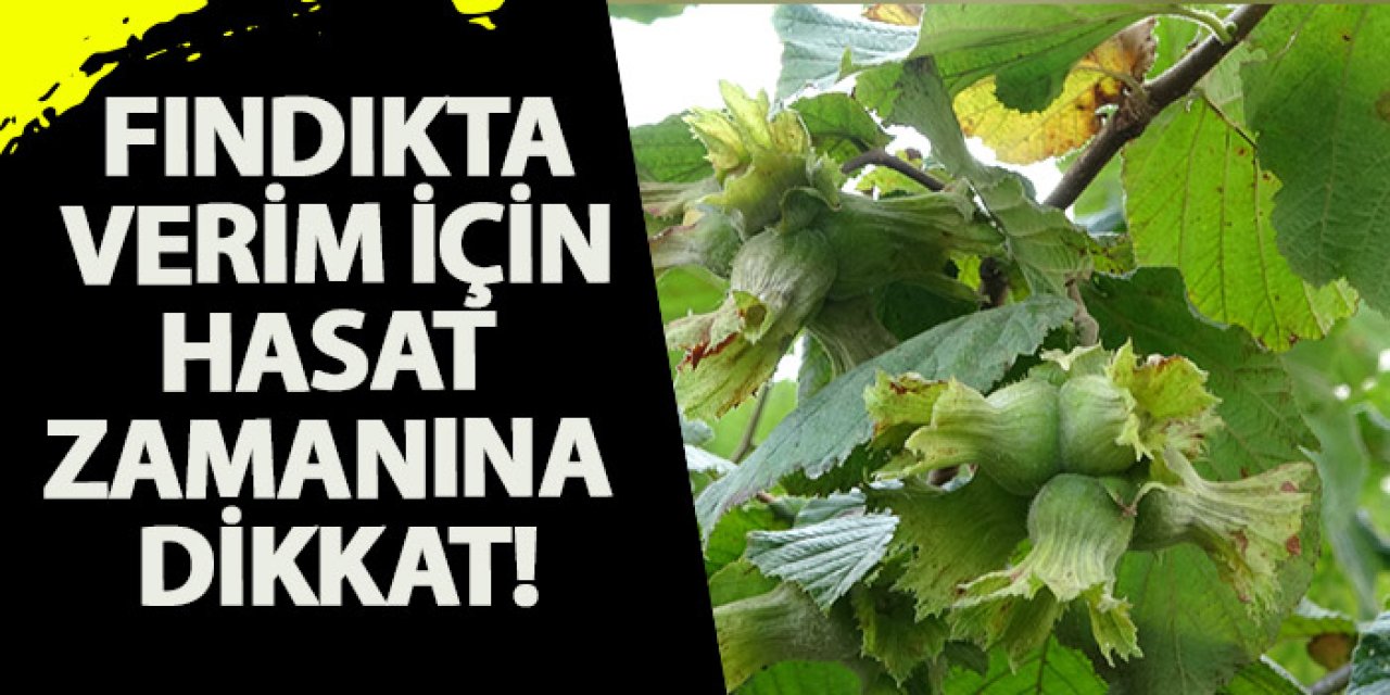 Fındıkta verim için hasat zamanına dikkat!