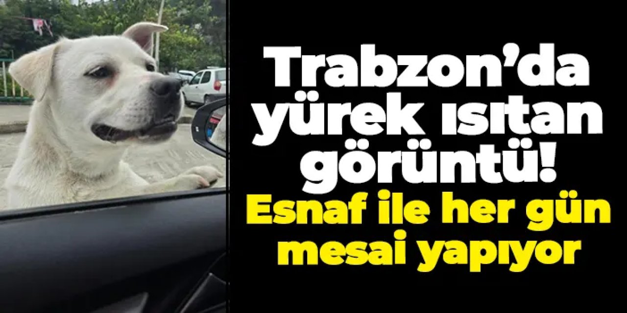 Trabzon’da yürek ısıtan görüntü! Esnaf ile her gün mesai yapıyor