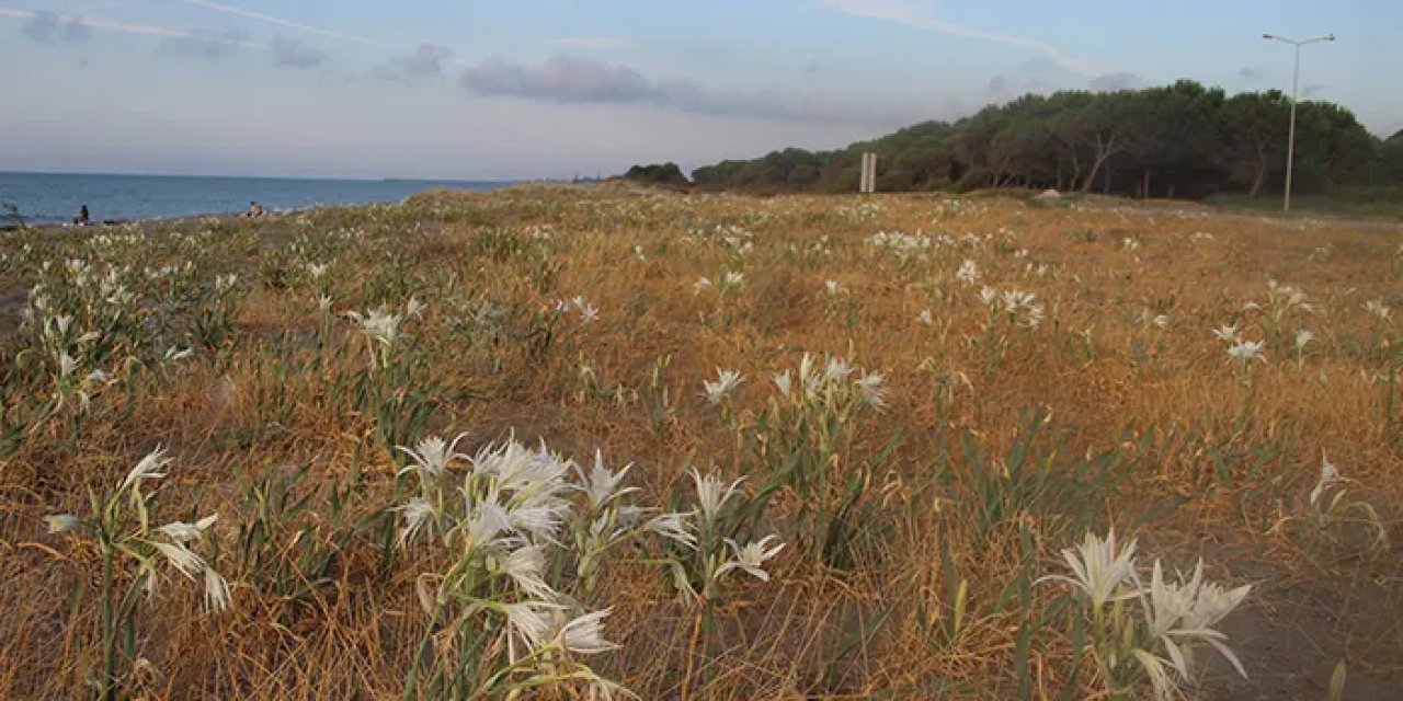 Samsun'un  Geyikkoşan sahili kum zambaklarına büründü!