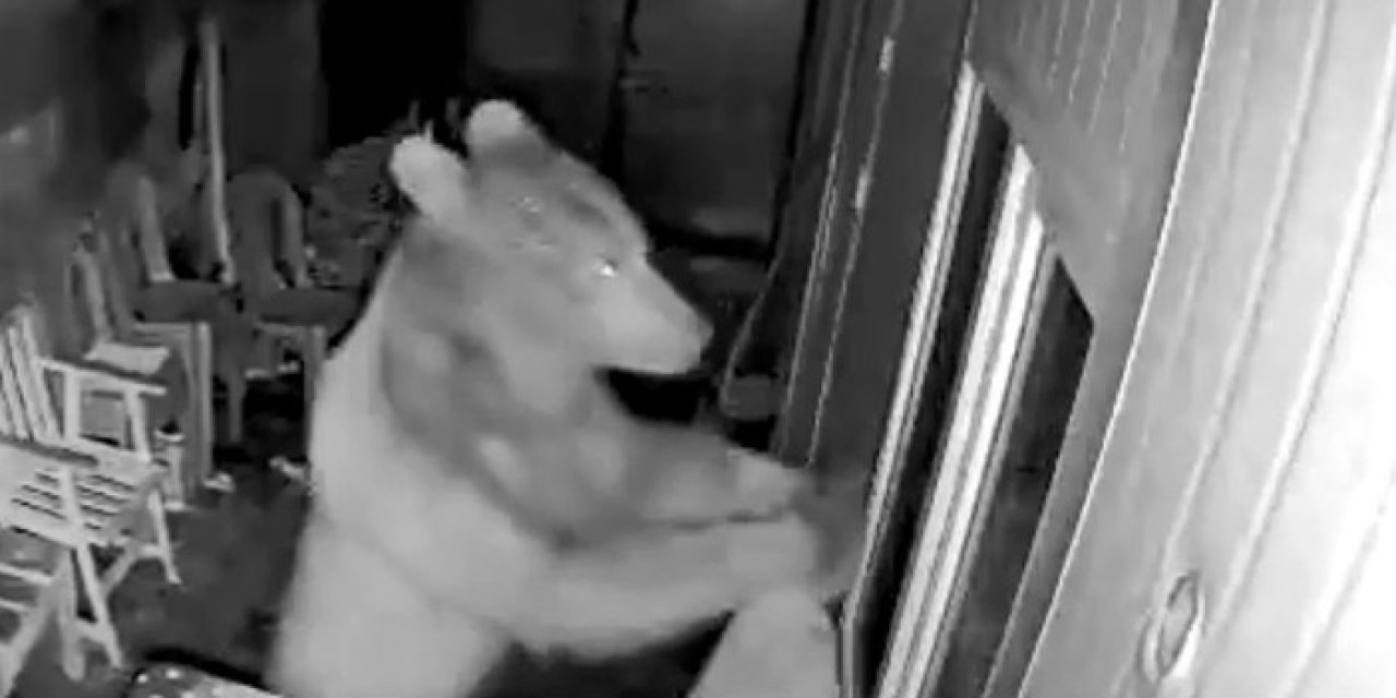 Artvin'de aç ayı kulübeyi bastı! O anlar kamerada