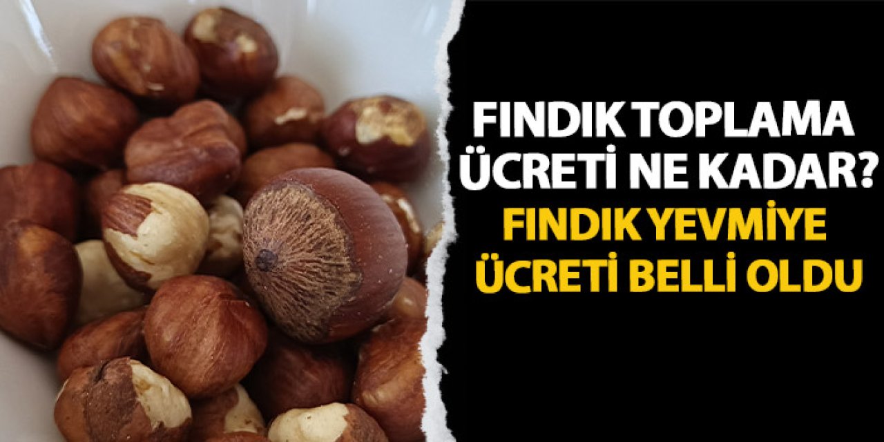 Fındık toplama ücreti ne kadar?  Fındık yevmiye ücreti belli oldu