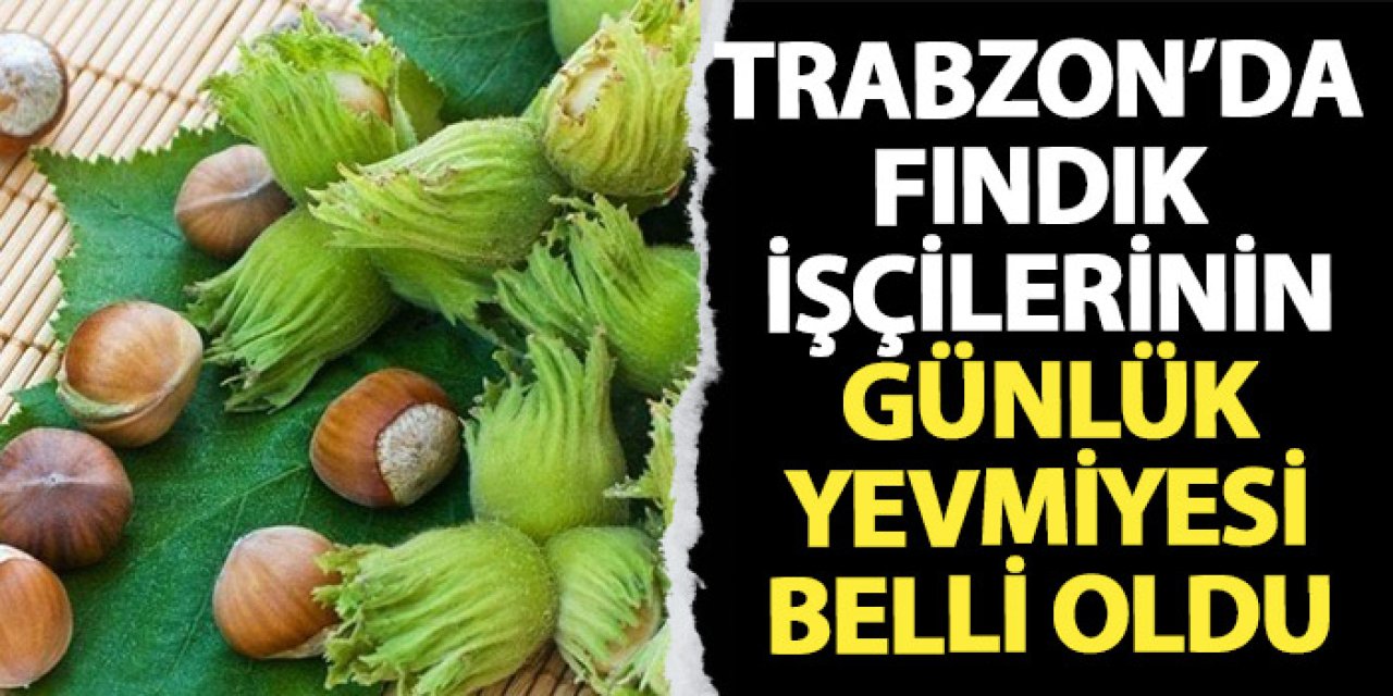 Trabzon'da fındık işçilerinin 2025 yılı günlük yevmiyesi belli oldu!