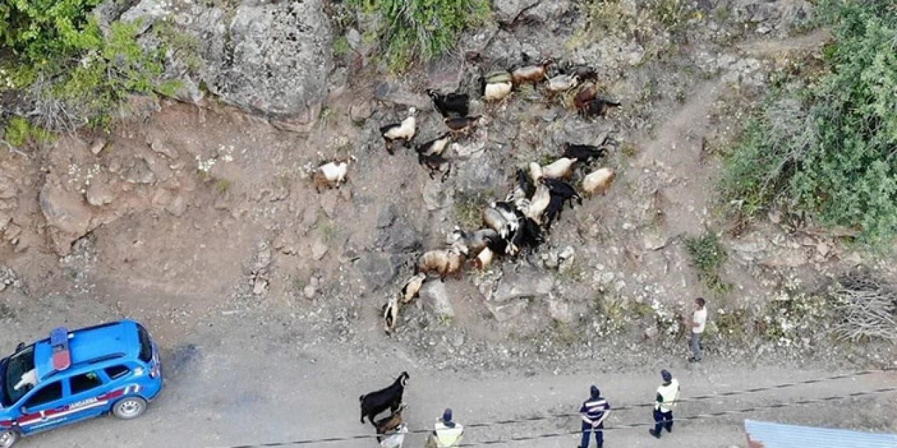 Artvin’de kaybolan küçükbaşlar dronla bulundu!