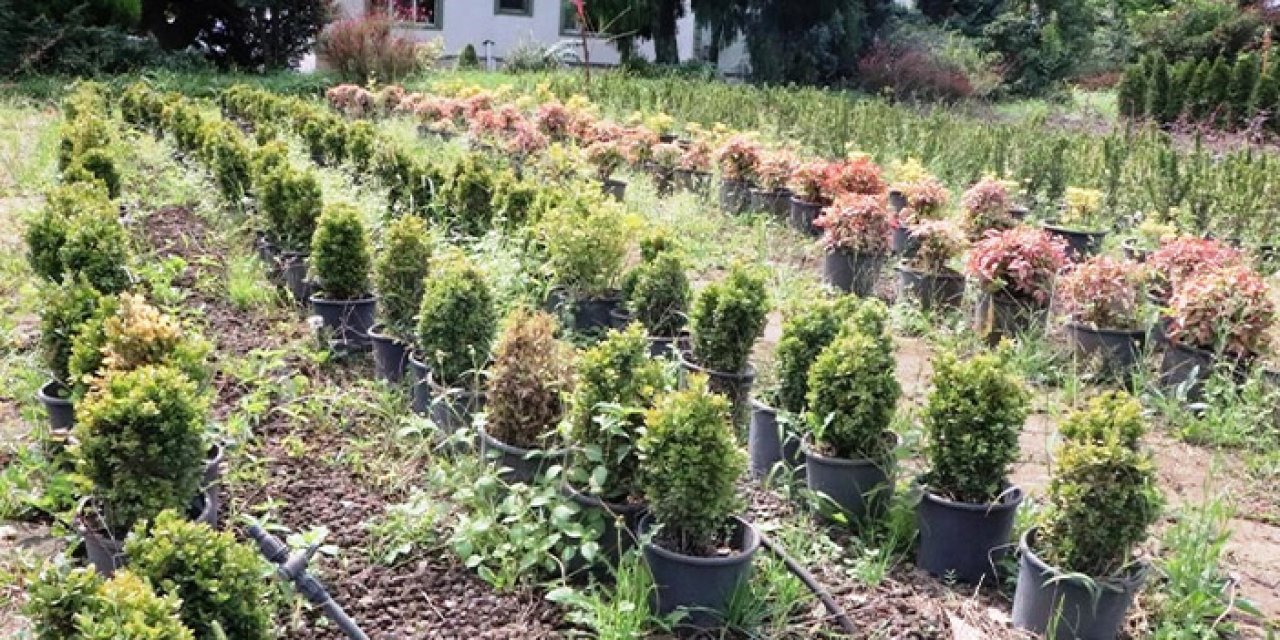 Samsun'da  Türkiye'ye yeşil destek !10 milyon fidan toprakla buluşuyor