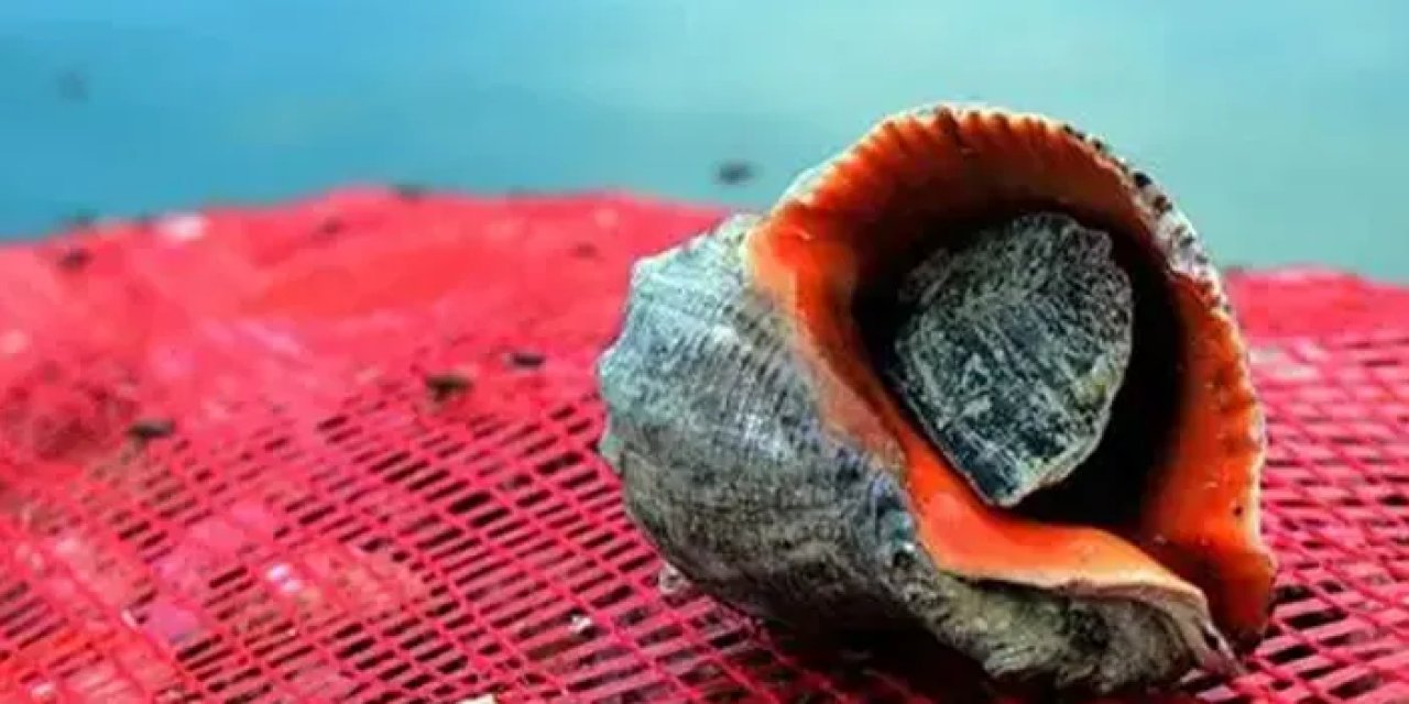 Türkiye’den Uzak Doğu’ya 4.5 milyon dolarlık deniz salyangozu ihracatı!