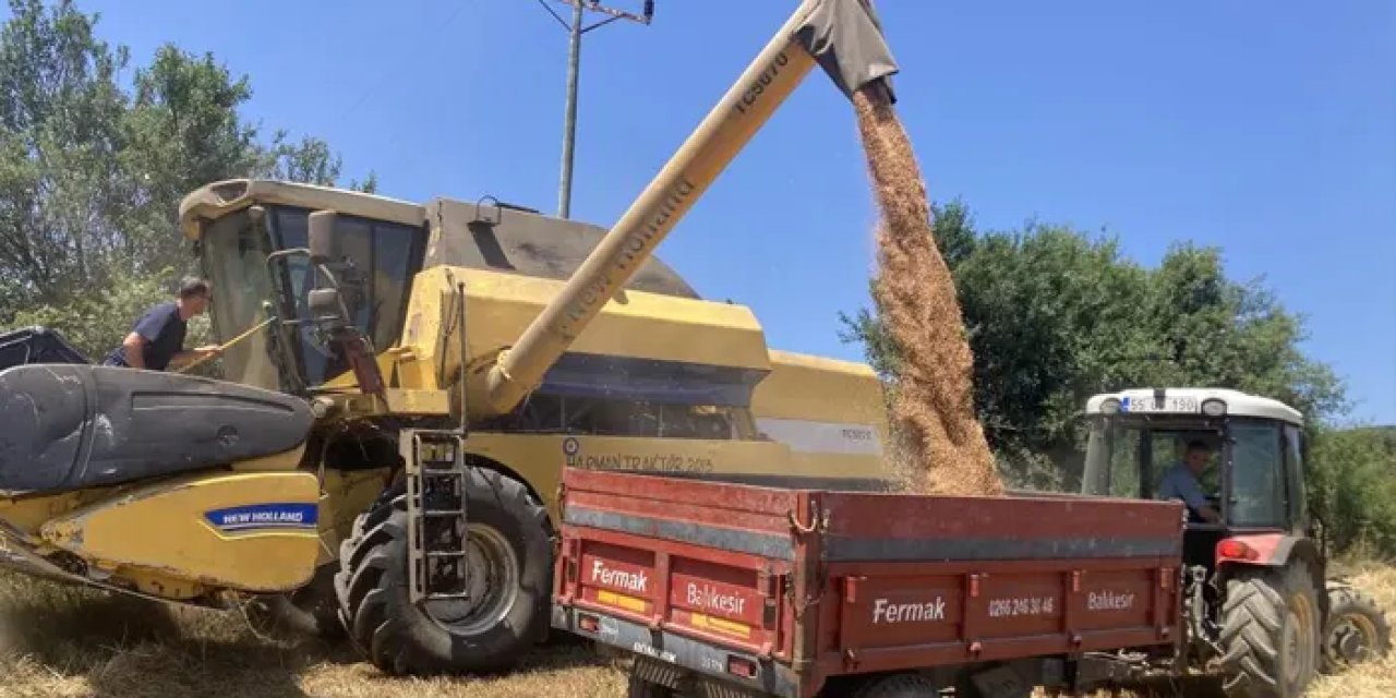 Samsun Kavak’ta buğday hasadı başladı! Hasat üreticiyi sevindirdi