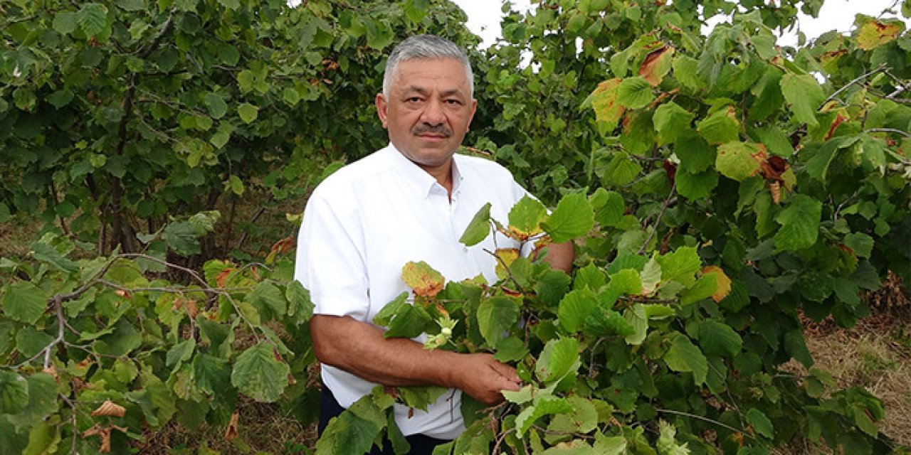 Türkiye'nin fındık rekoltesinde büyük düşüş