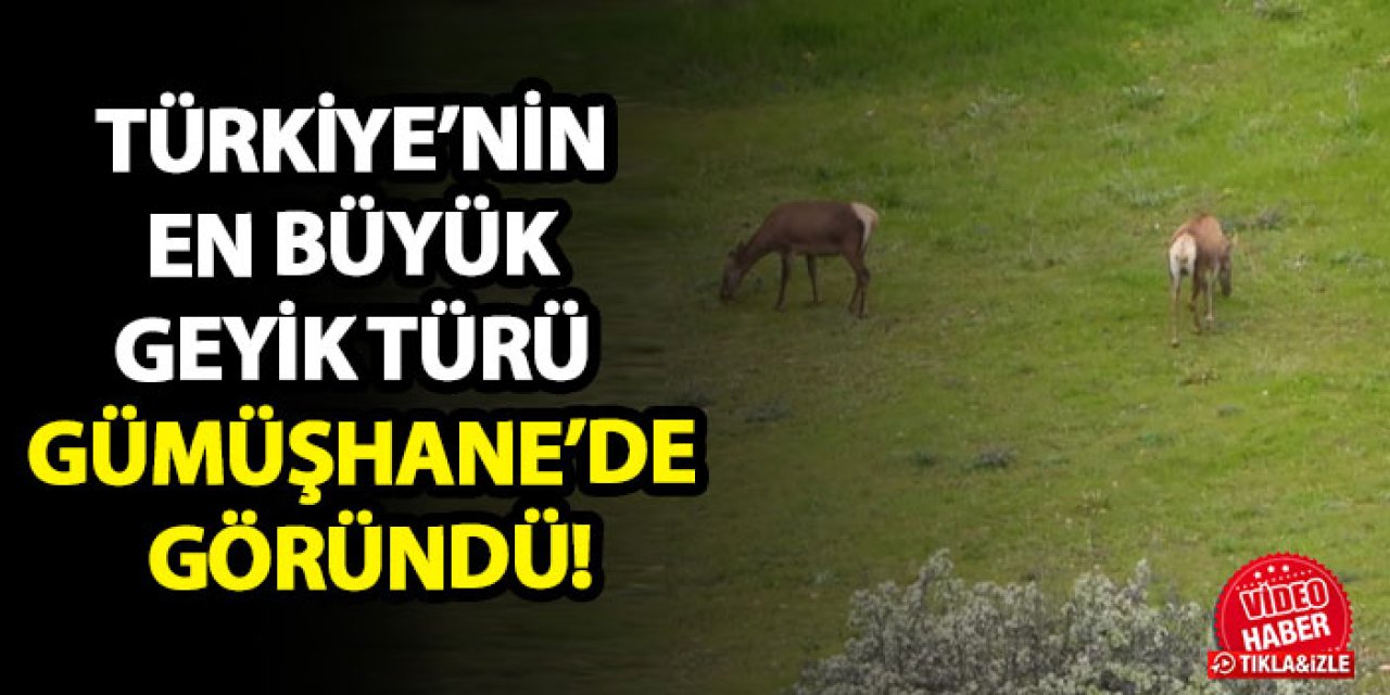 Türkiye’nin en büyük geyik türü Gümüşhane’de göründü!