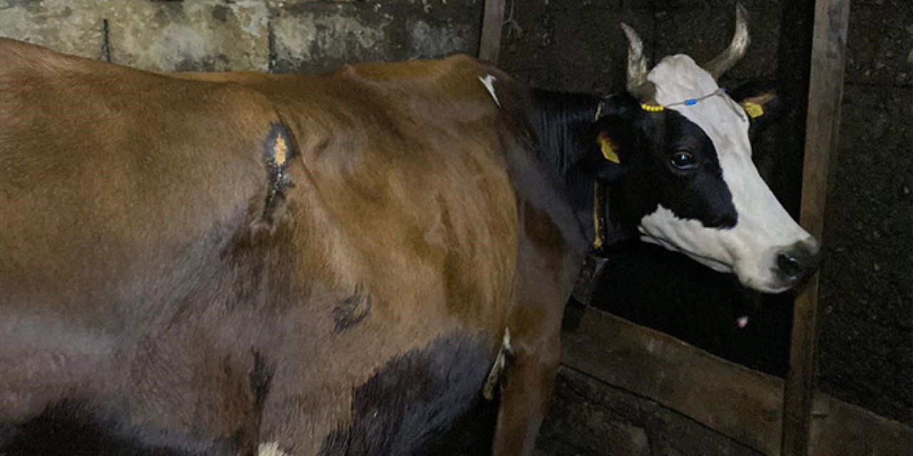 Samsun’da hayvancılığa büyük destek! Küpeleme ve kayıt sistemi için protokol imzalandı