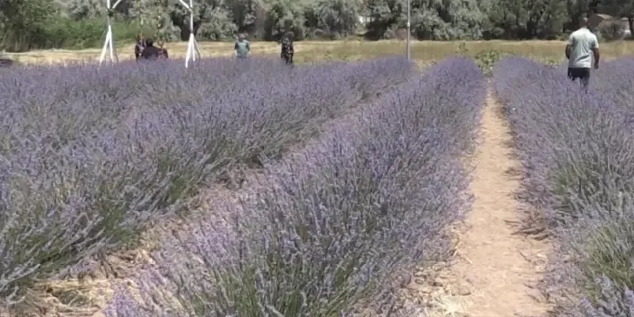 Samsun'da astım hastası eşi için lavanta bahçesi yaptı!