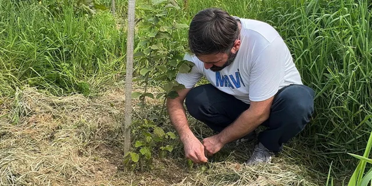 Giresun'da  "Çakıldak fındık" projesi geliştiriliyor