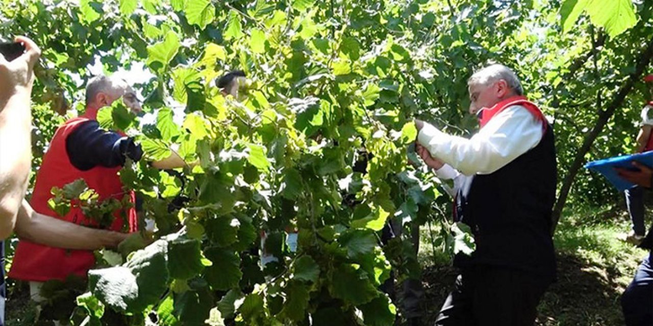 Samsun, fındık üretiminde Türkiye birincisi