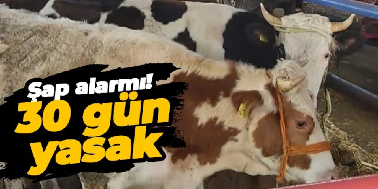 Artvin'de şap alarmı! Hayvan sevki 30 gün yasak