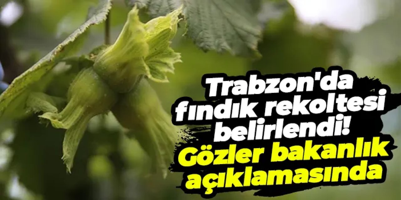 Trabzon'da 2025 fındık rekoltesi belirlendi!