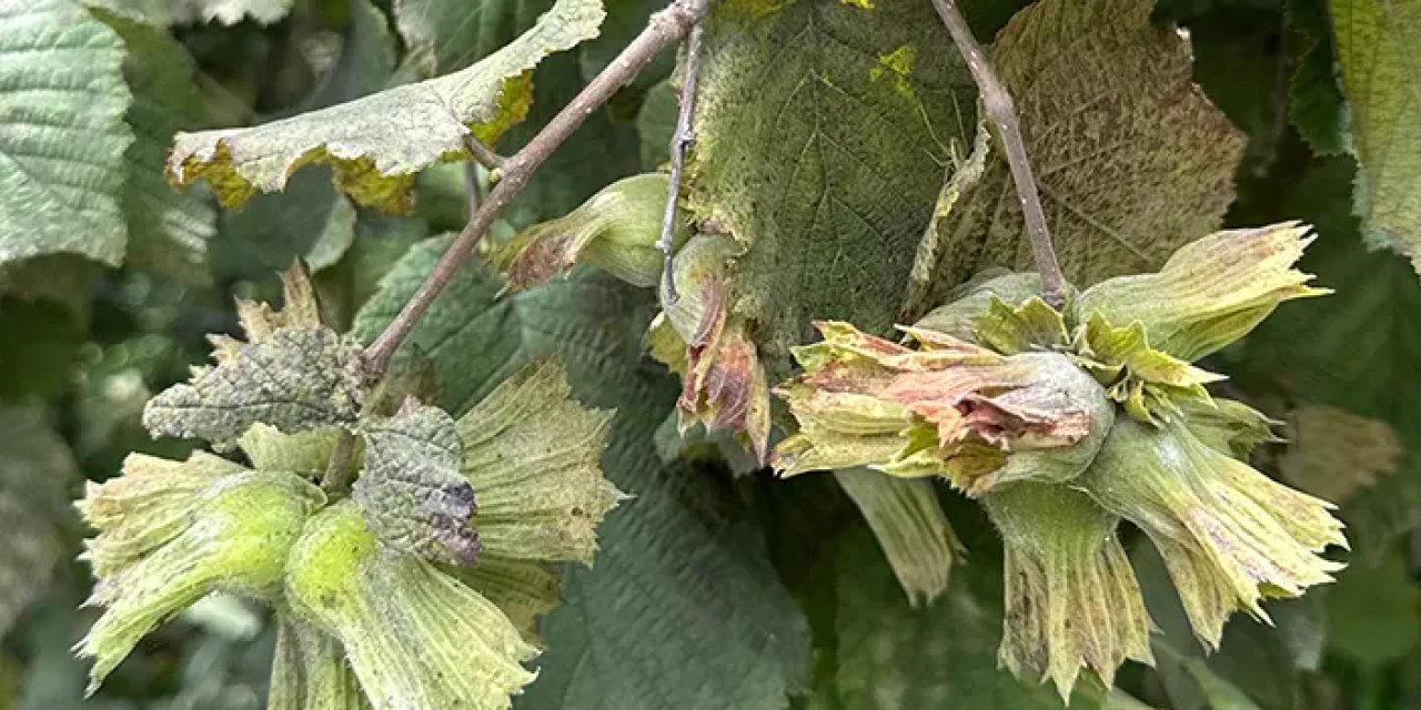 Giresun fındık ihracatında liderliği geri aldı!