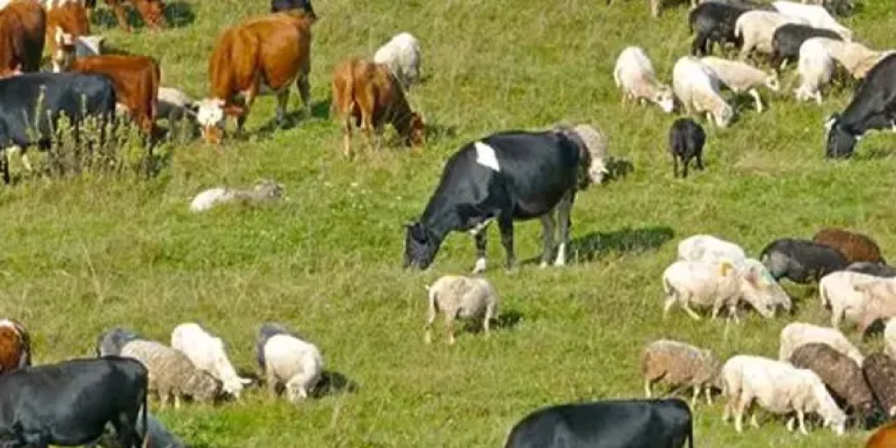 Artvin'de şap hastalığına karşı tedbir! 30 gün yasak