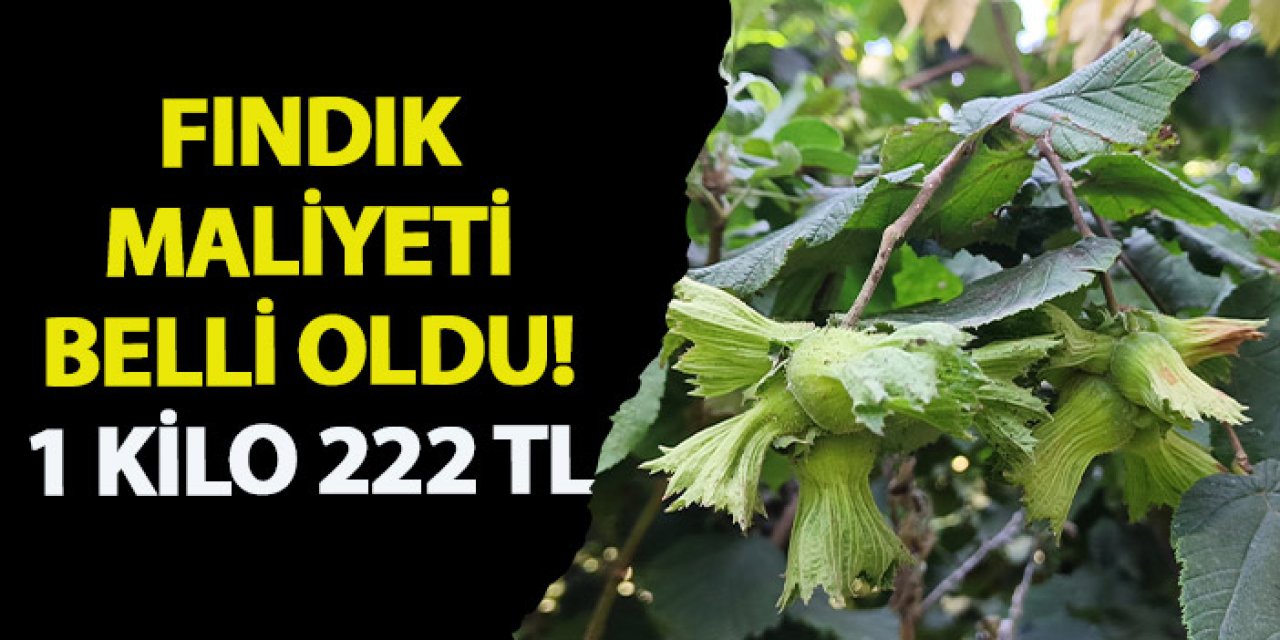 Ordu'da fındık maliyeti belli oldu! 1 kilo 222 TL