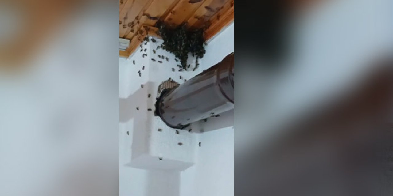 Gümüşhane'de arılar köy evini bastı
