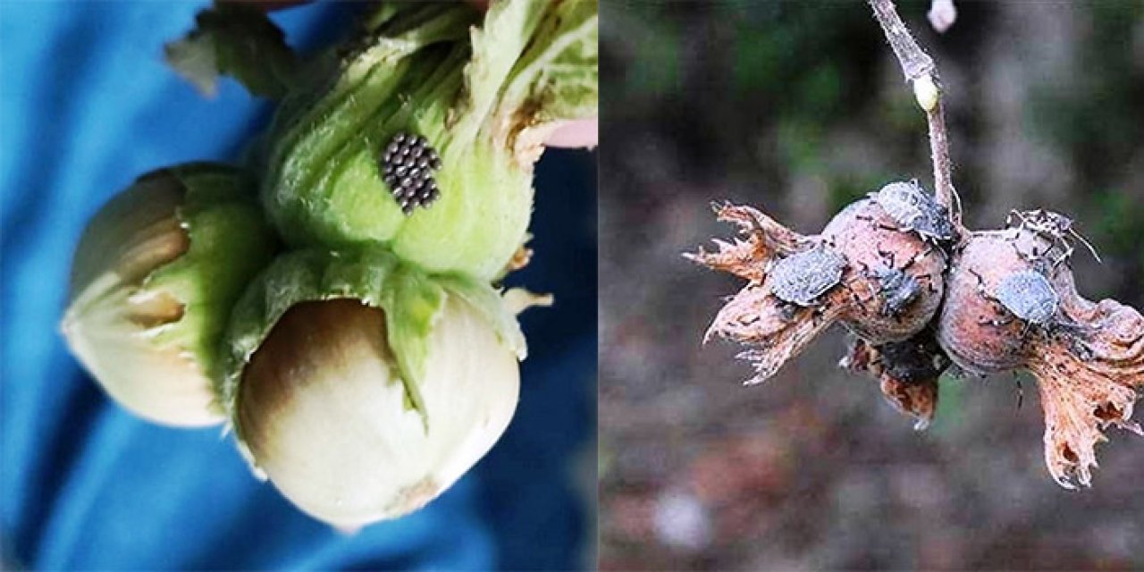 Samsun'da kahverengi kokarca için kritik mücadele dönemi