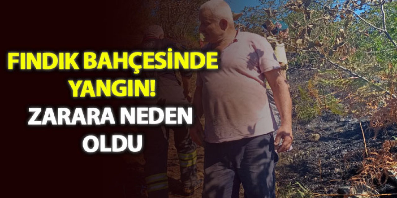 Fındık bahçesinde yangın! Zarara neden oldu