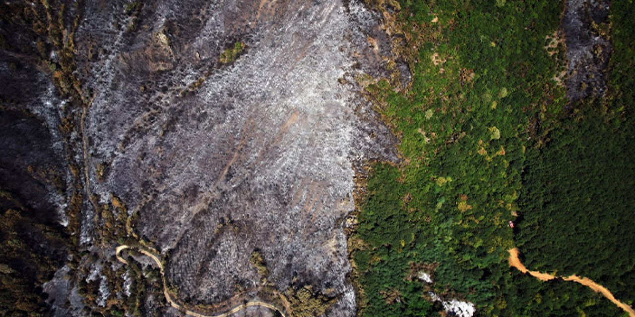 Sakarya’nın Yeşili Kül Oldu