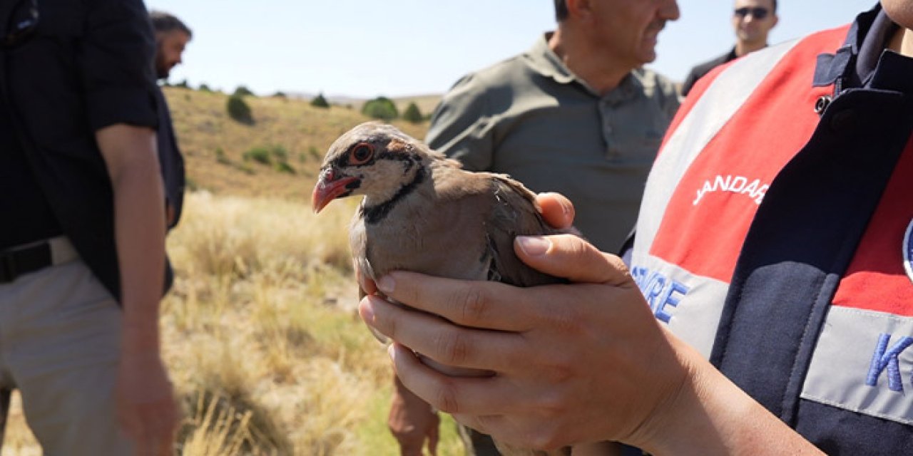 Gümüşhane'de kenelere karşı keklikler doğaya salındı