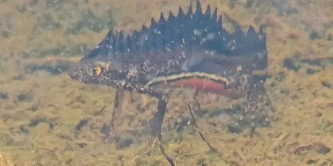 Artvin’de tehlike altındaki Kafkas semenderi görüntülendi!