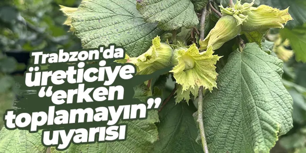 Trabzon'da fındık hasadı için geri sayım başladı! Üreticiye “erken toplamayın” uyarısı