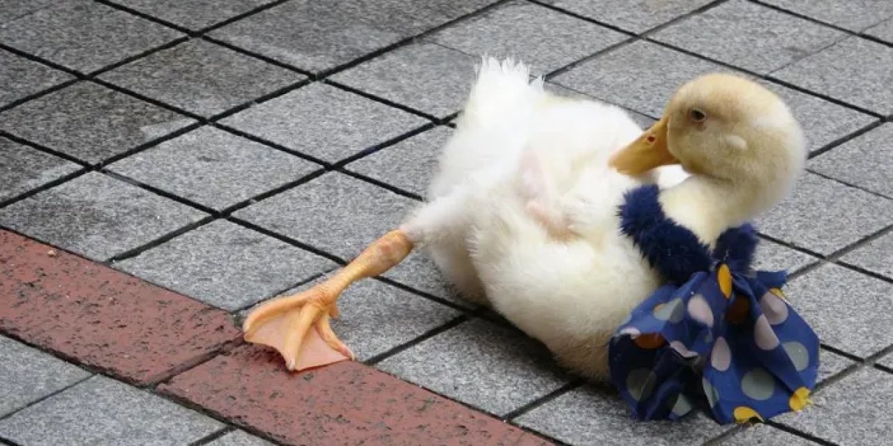 Rize caddelerinin maskotu bu ördek oldu!