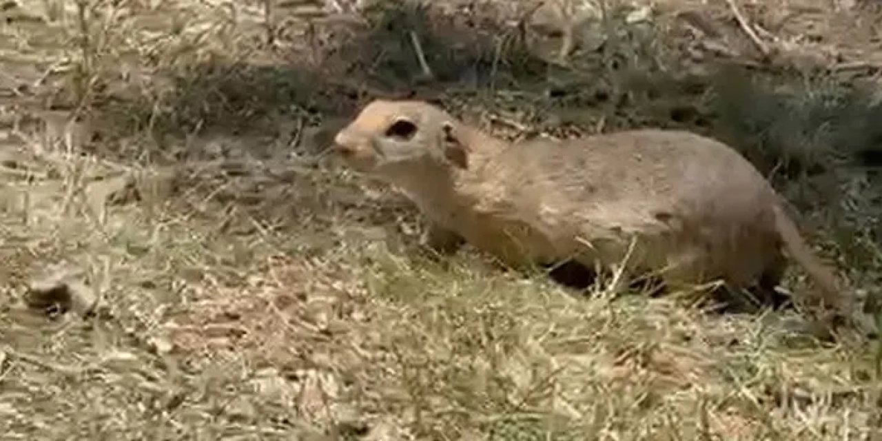 Bayburt’ta görünen Anadolu yer sincabı yiyecek ararken yakalandı