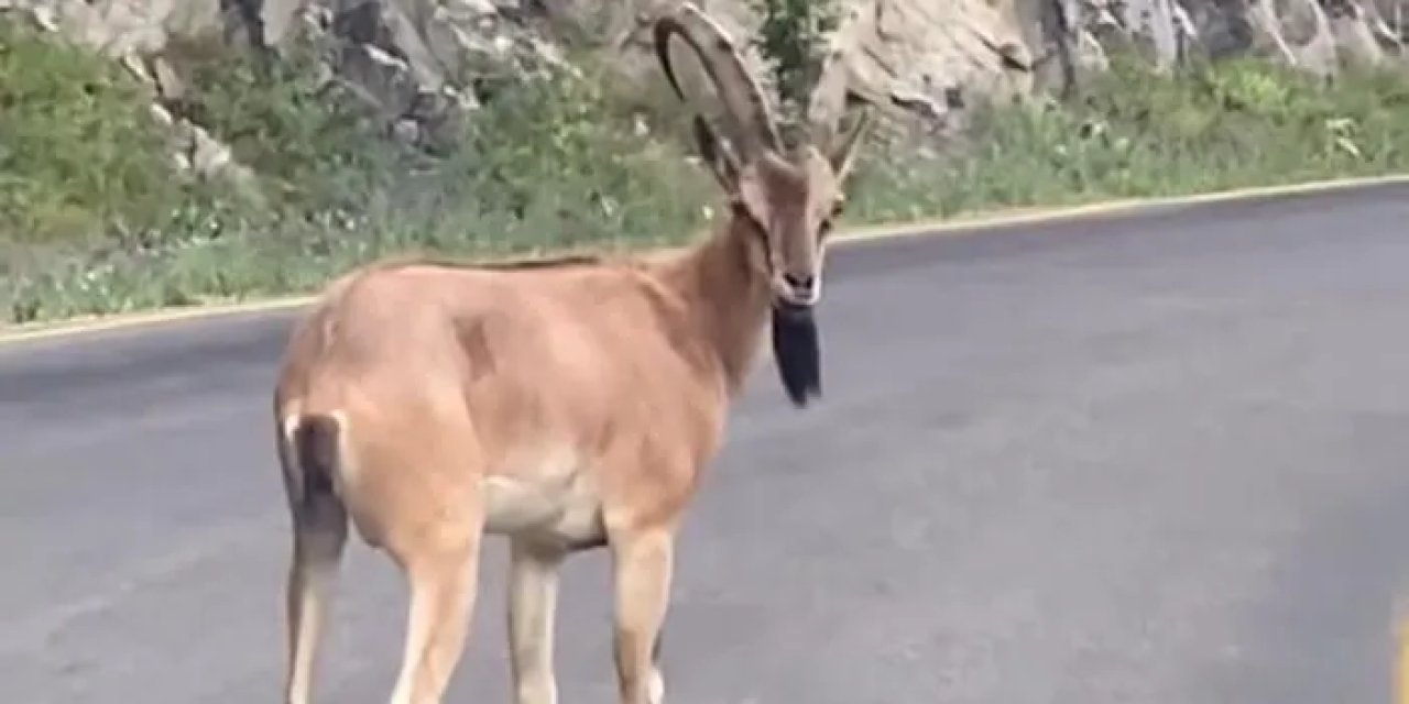 Giresun’da dağ keçisi Dereli ve Şebinkarahisar yollarında görüntülendi
