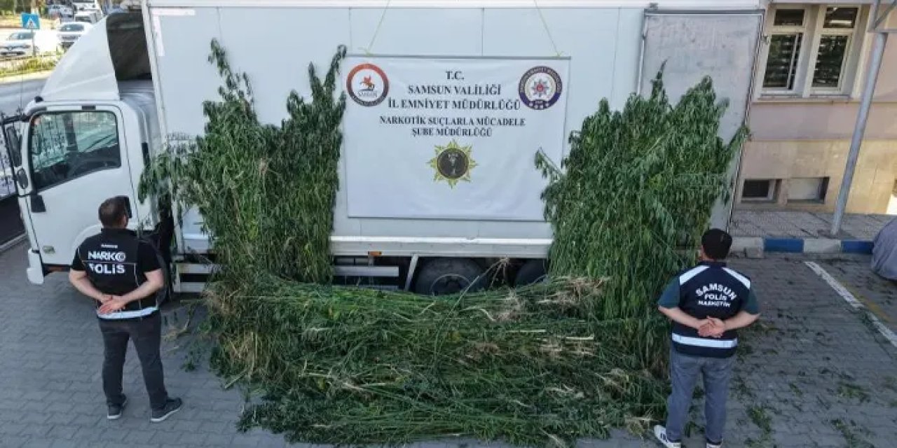 Samsun’da polisten dev baskın! Ayçiçeği tarlasına ekili binlerce kenevir yakalandı