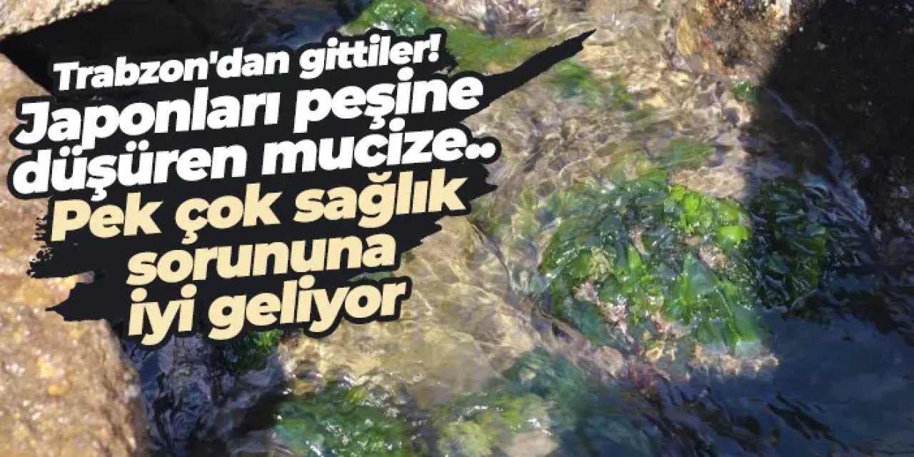 Giresun’da dikkat çeken şifalı yosun! Japonlar peşine düştü