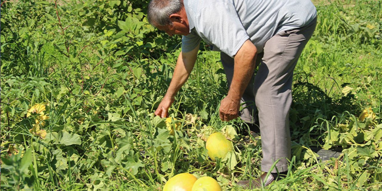 Samsun’da süheyla kavunu üreticinin yüzünü güldürdü