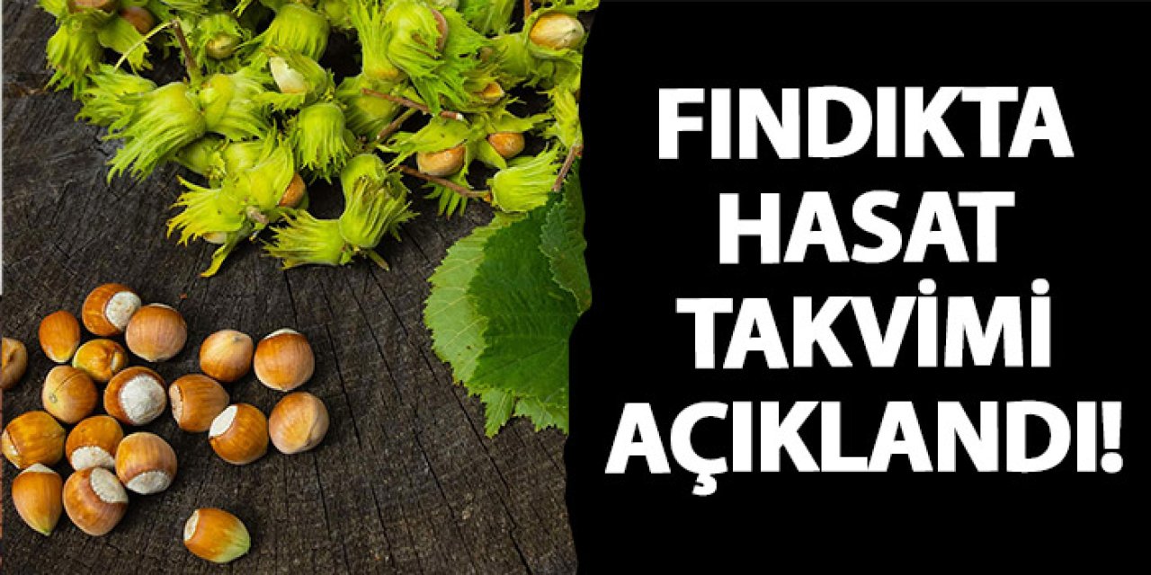 Fındıkta hasat takvimi açıklandı!