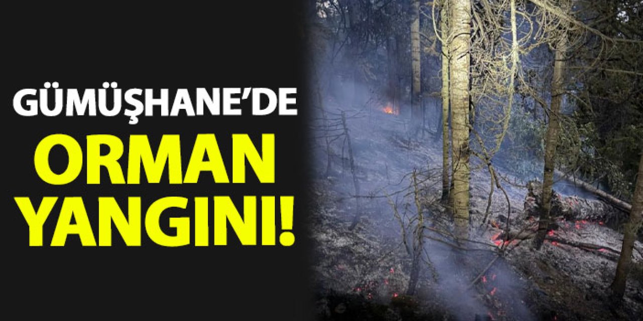 Gümüşhane'de orman yangını!
