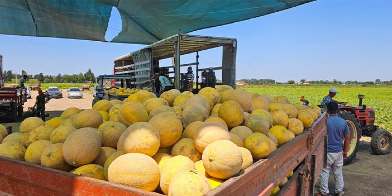 Samsun Bafra Ovası’nda kavun ve karpuz hasadında hareketlilik