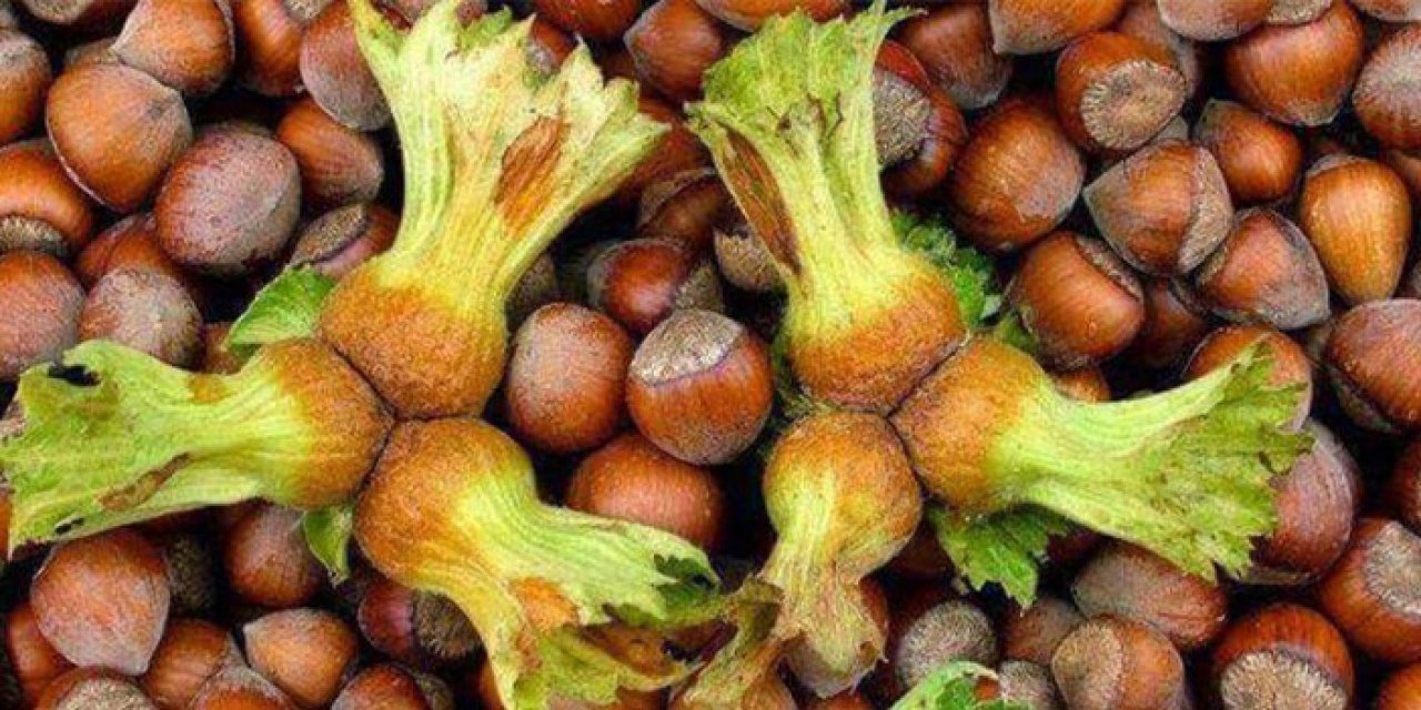 Trabzon’dan fındık rekoltesi tartışması! Kozoğlu’ndan sert tepki