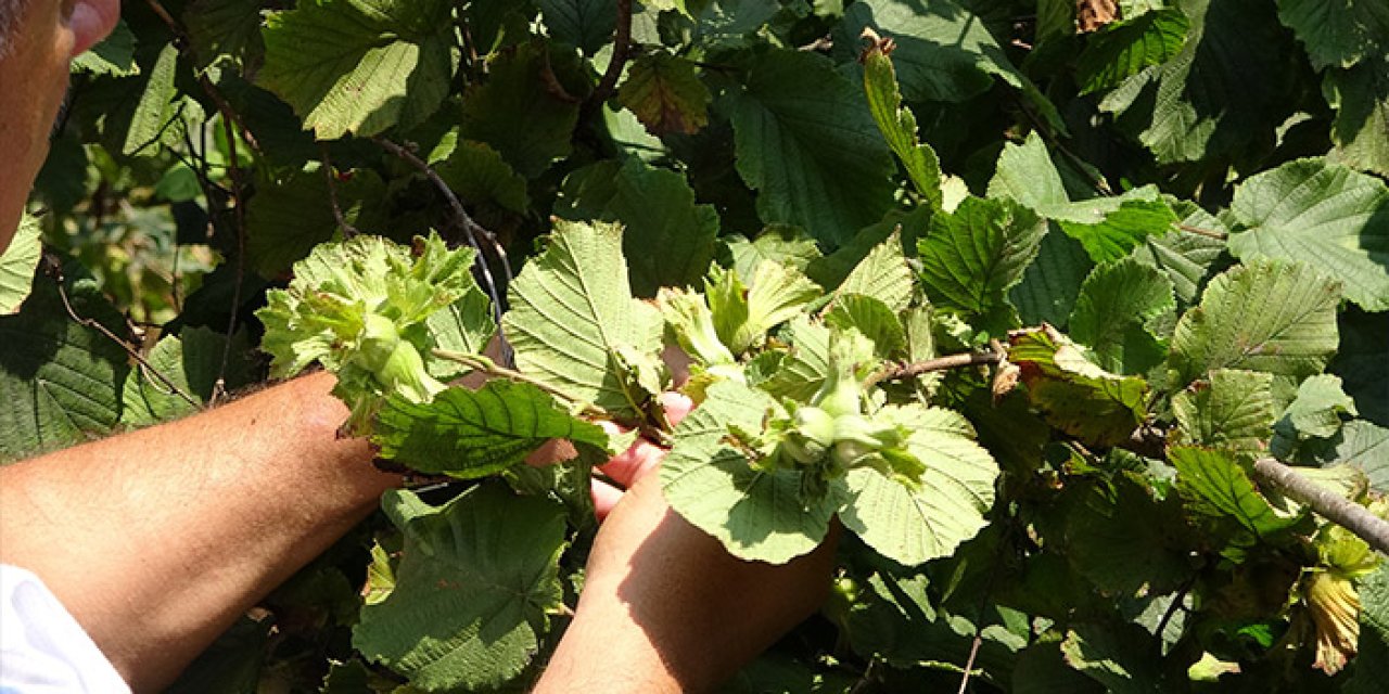 Ordu’da fındık hasadı 4 Ağustos’ta başlıyor, üreticilere erken hasat uyarısı!