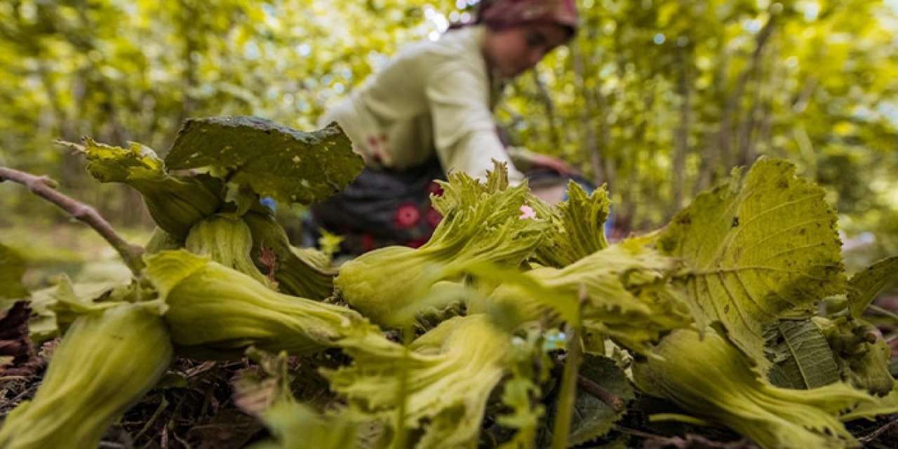 Ordu’da fındık işçisi ve üreticiyi buluşturan projeye yoğun ilgi