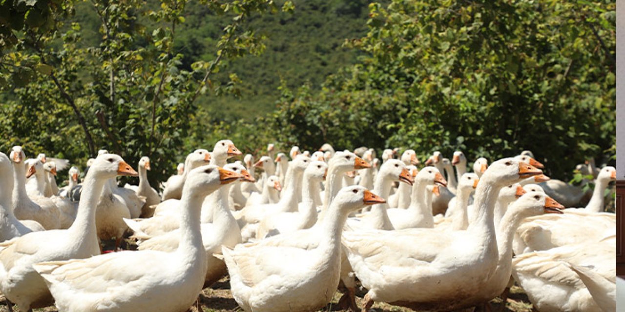 Ordu’da kaz yetiştiriciliği büyüyor