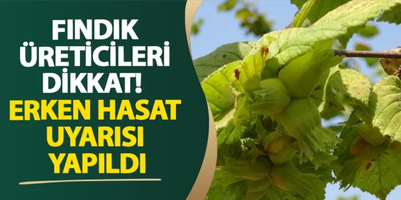 Fındık üreticileri dikkat!  Erken hasat uyarısı yapıldı