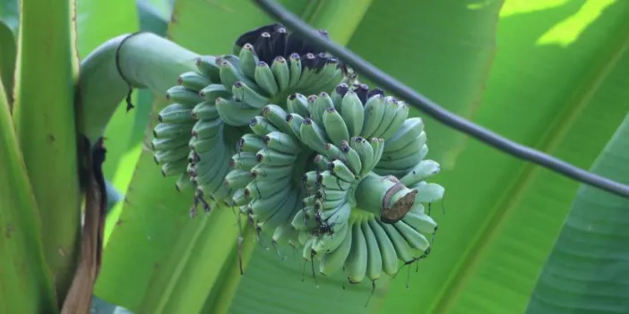 Rizelinin inadı tuttu! Muz yetiştirmek için elinden geleni yapıyor